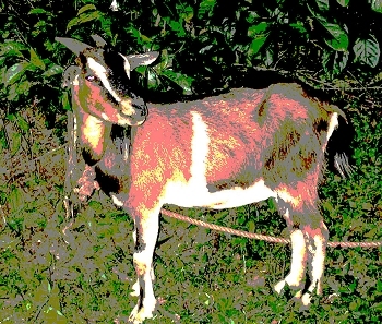 artistic goat.jpg